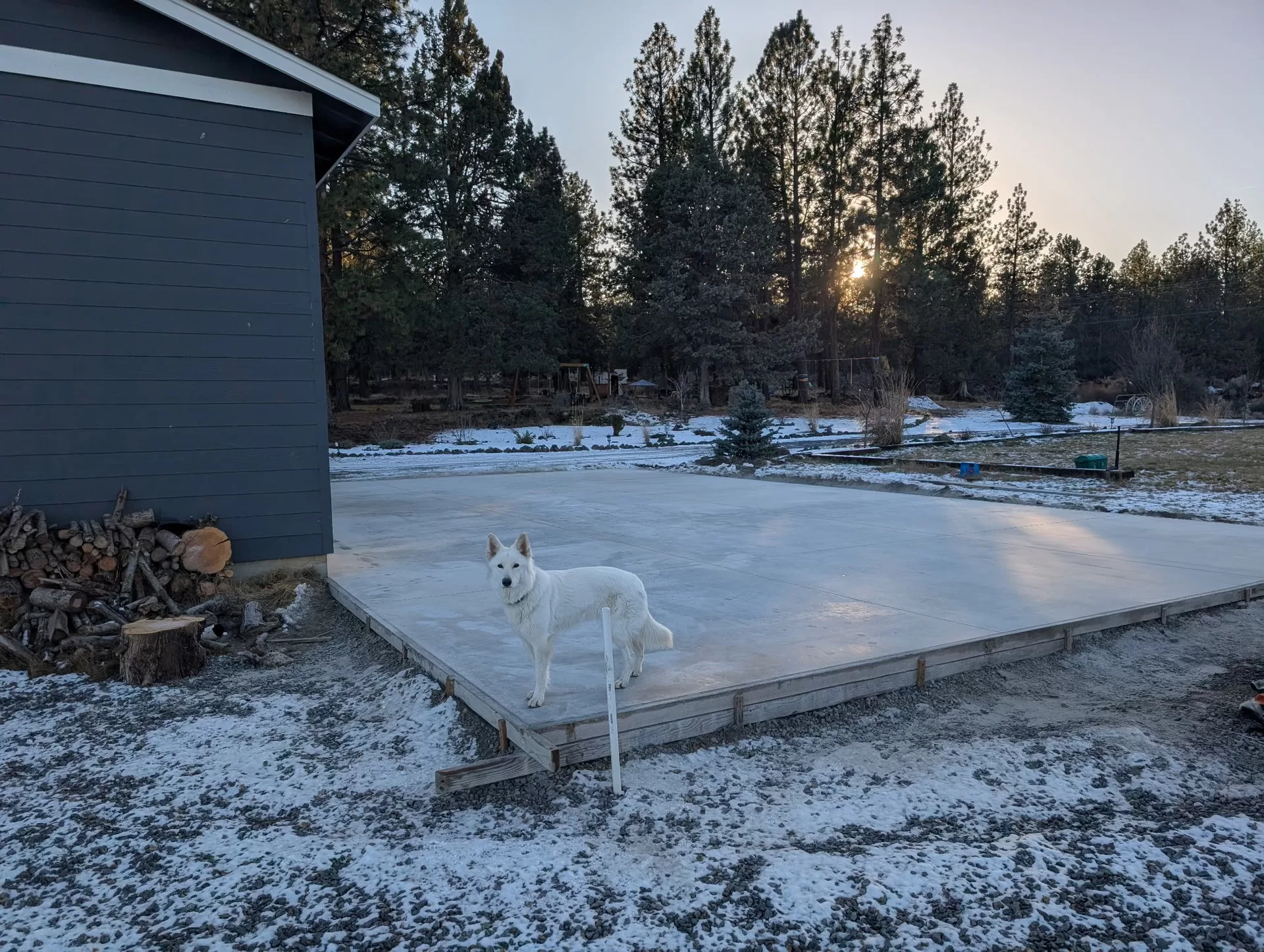 Finished sports court slab with Sophie the white shepherd standing on it